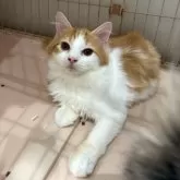 マンチカン(長足)【宮崎県・男の子・2025年5月26日・レッドタビー&ホワイト】の写真5