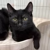 ミックス短足(マンチカン‪✕‬ミックス)【宮崎県・男の子・2025年6月23日・ブラックスモーク】の写真7