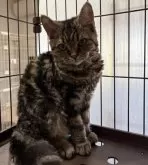 ラムキン【宮崎県・女の子・2025年7月11日・ブラウンタビー】の写真4