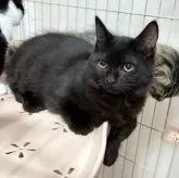 ミックス短足(マンチカン‪✕‬ミックス)【宮崎県・男の子・2025年6月23日・ブラックスモーク】の写真9