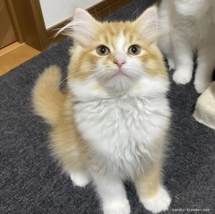 ID：2302-01569の子猫