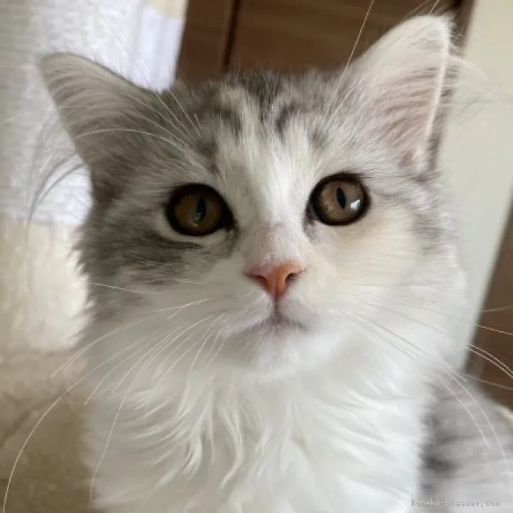 ID：2304-01818の子猫