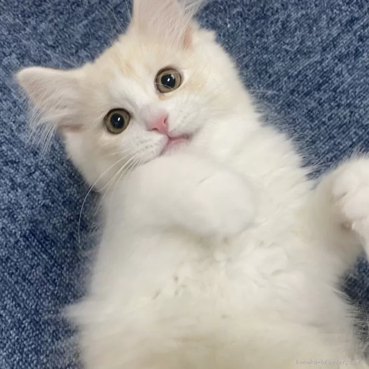 ID：2401-00637の子猫