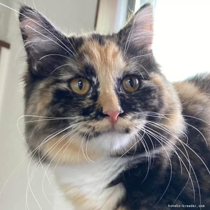 ID：2401-00643の子猫