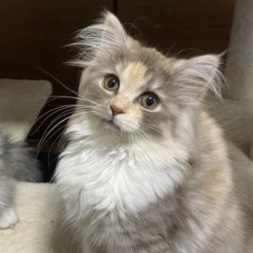 サイベリアン【千葉県・女の子・2023年3月3日・チョコレートパッチドタビー&ホワイト】の写真「6/13更新⭐︎希少カラー！見学日にお引き渡し可能」