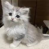 サイベリアン【千葉県・男の子・2023年3月3日・シルバーパッチドタビー&ホワイト】の写真1「5/3撮影☆丸顔⭕️」