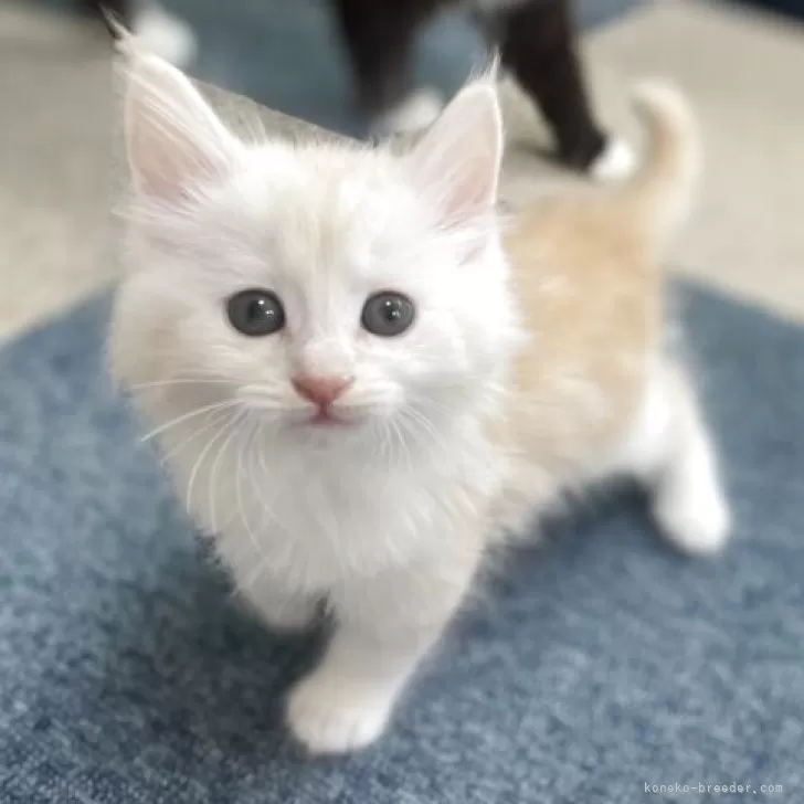7/6 ねこページ Amazon | BACALYSO | JXK 1/6 サイズ 猫 酔っ払い猫 可愛い ネコ
