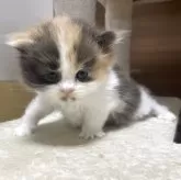 サイベリアン【千葉県・女の子・2025年3月30日・キャリコ】の写真11