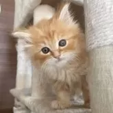 サイベリアン【千葉県・男の子・2025年9月12日・レッドタビー】の写真2