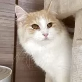 サイベリアン【千葉県・女の子・2025年3月28日・カメオタビー&ホワイト】の写真2