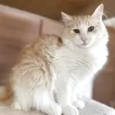 サイベリアン【千葉県・男の子・2025年3月28日・カメオタビー&ホワイト】の写真2