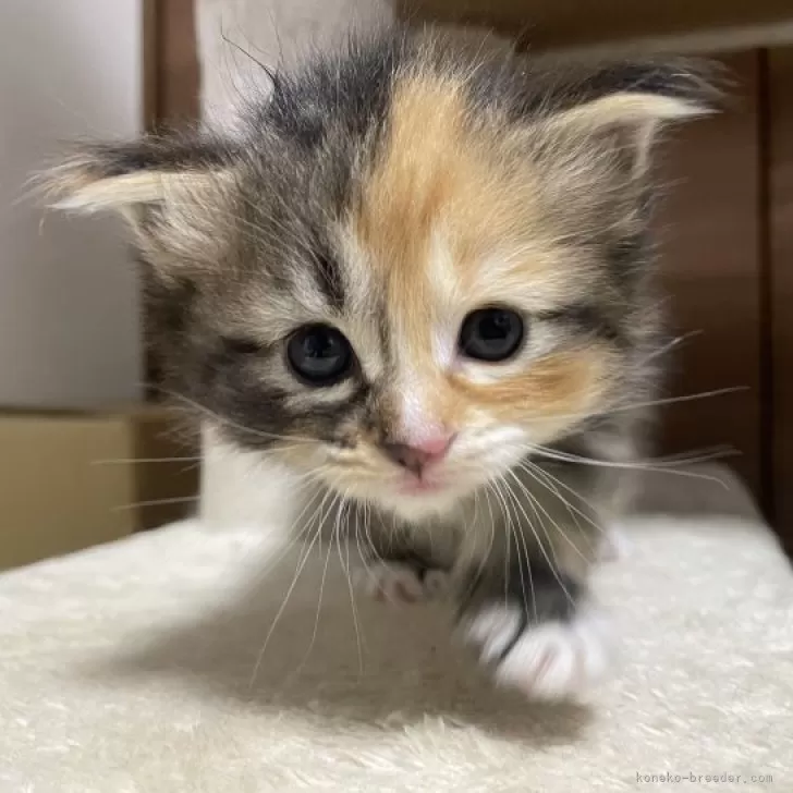 三毛猫 横顔 | 綿の木