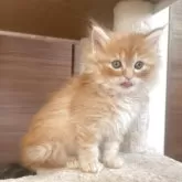 サイベリアン【千葉県・男の子・2025年9月12日・レッドタビー】の写真3