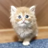 サイベリアン【千葉県・男の子・2025年9月12日・レッドタビー】の写真8