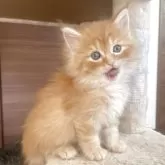 サイベリアン【千葉県・男の子・2025年9月12日・レッドタビー】の写真4