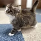 サイベリアン【千葉県・女の子・2025年9月12日・ブラウンパッチドタビー&ホワイト】の写真8