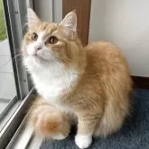 サイベリアン【千葉県・女の子・2025年3月28日・レッドタビー&ホワイト】の写真4