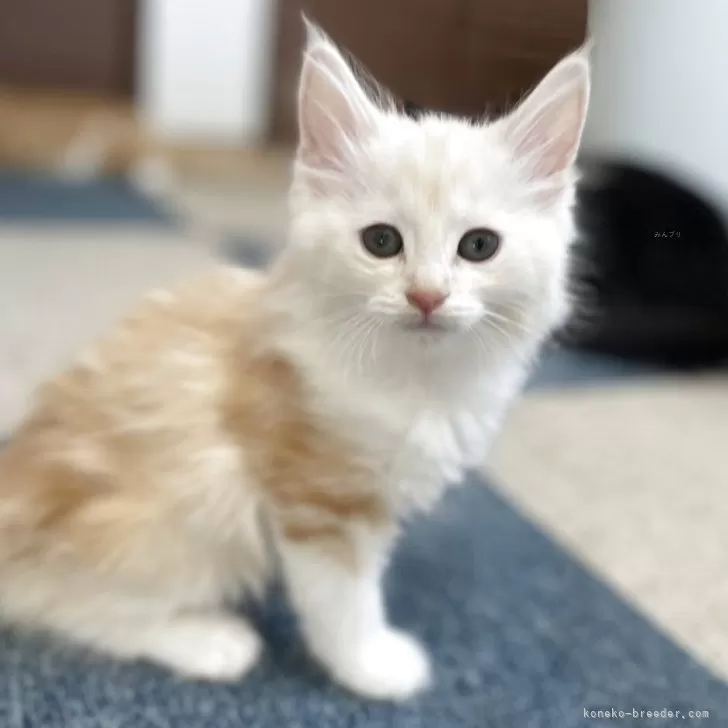 ID：2508-03036の子猫