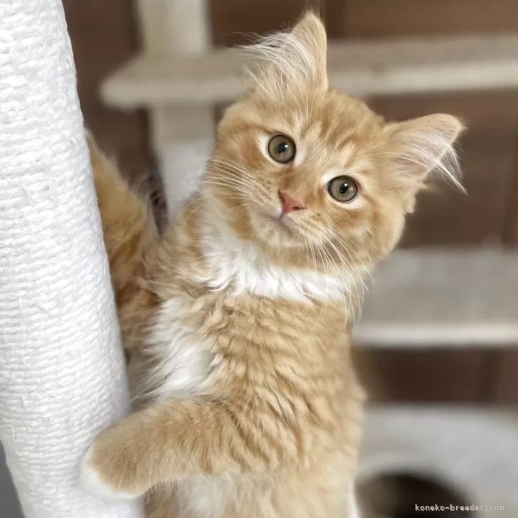 ID：2505-00788の子猫