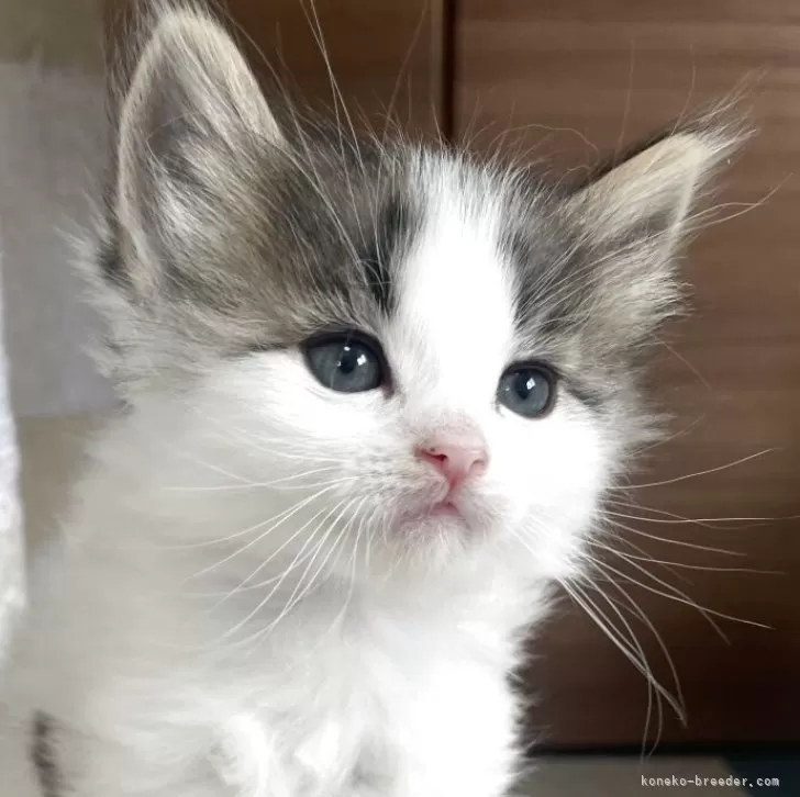 ID:2504-03280の子猫
