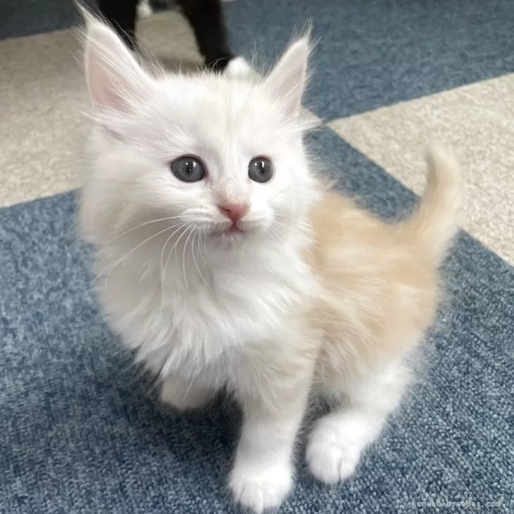 ネコちゃん予約品 ペットベッド Lサイズ 犬 猫 ベッドペット ハウス 犬用ベッド 猫