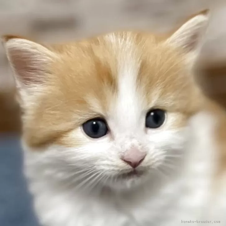 ID:2504-03286の子猫