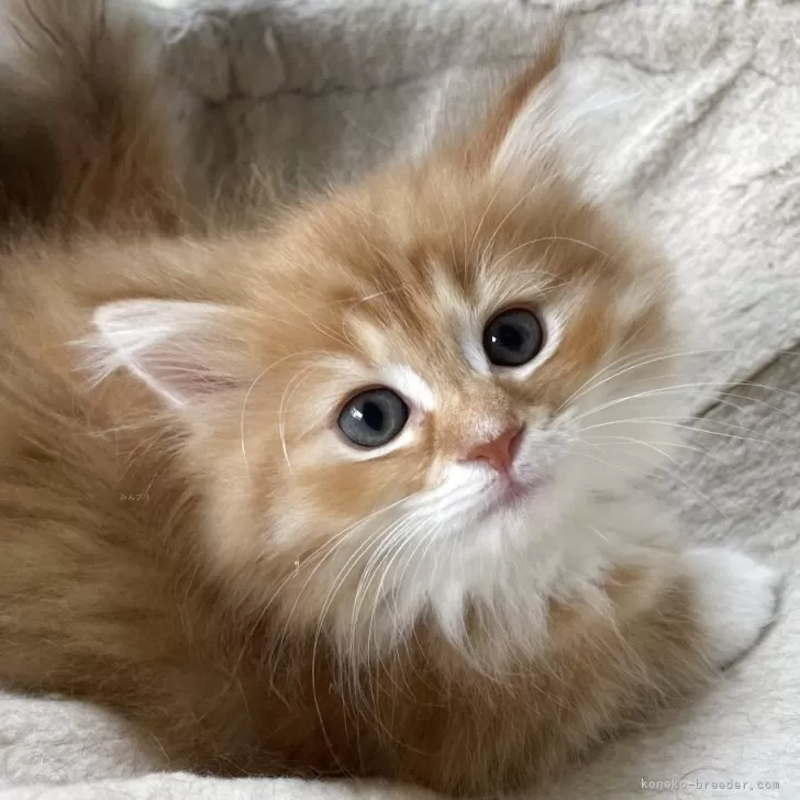 ID：2506-03387の子猫