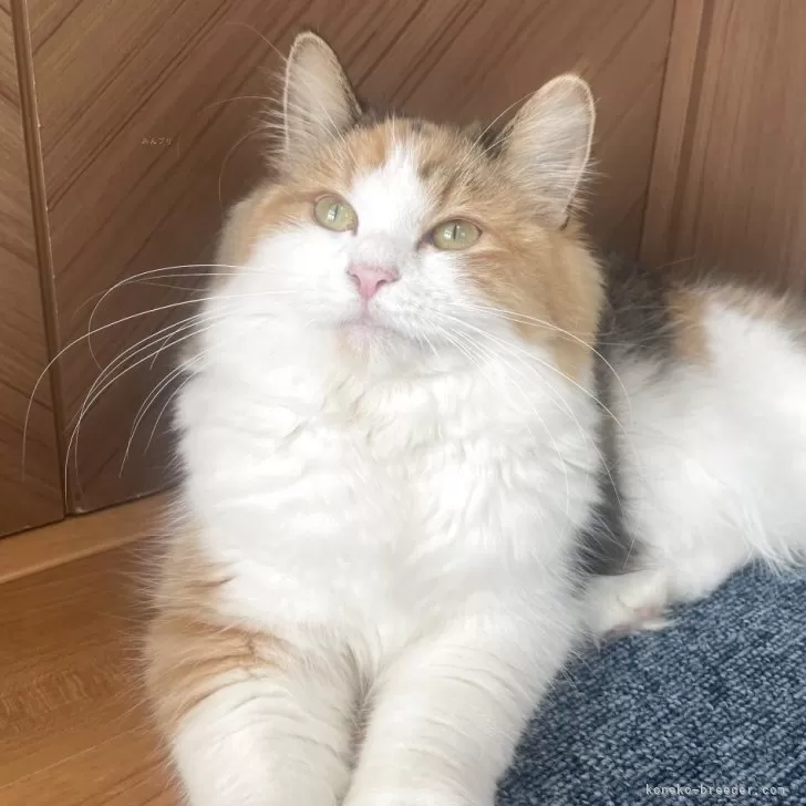 ID：2504-03310の子猫