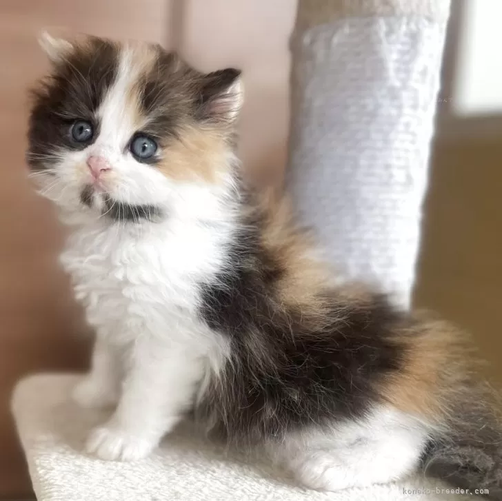 サイベリアン【千葉県・女の子・2025年3月30日・キャリコ】の写真1