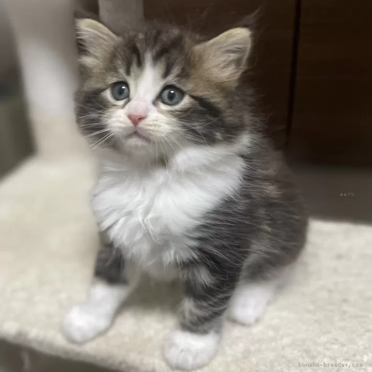 ID：2502-01994の子猫