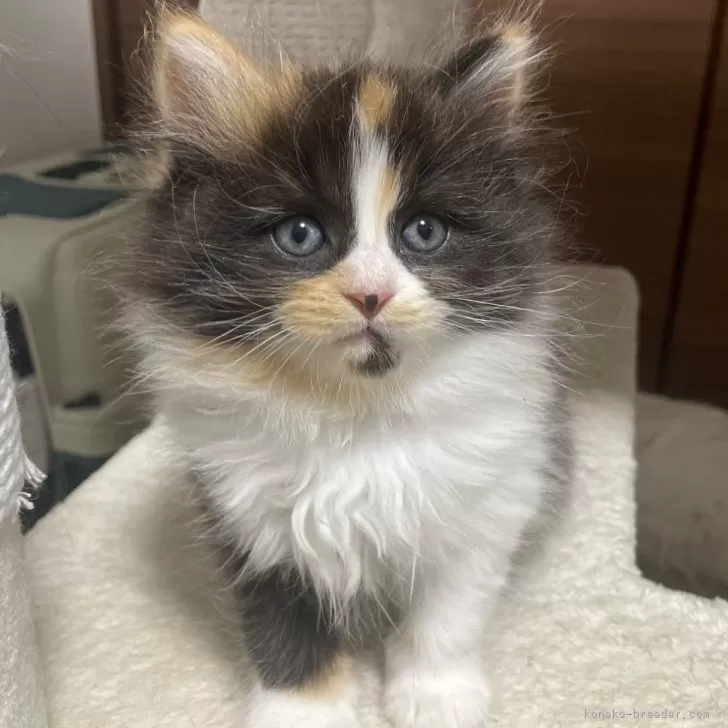 ぅぃ 様のお迎えした子猫