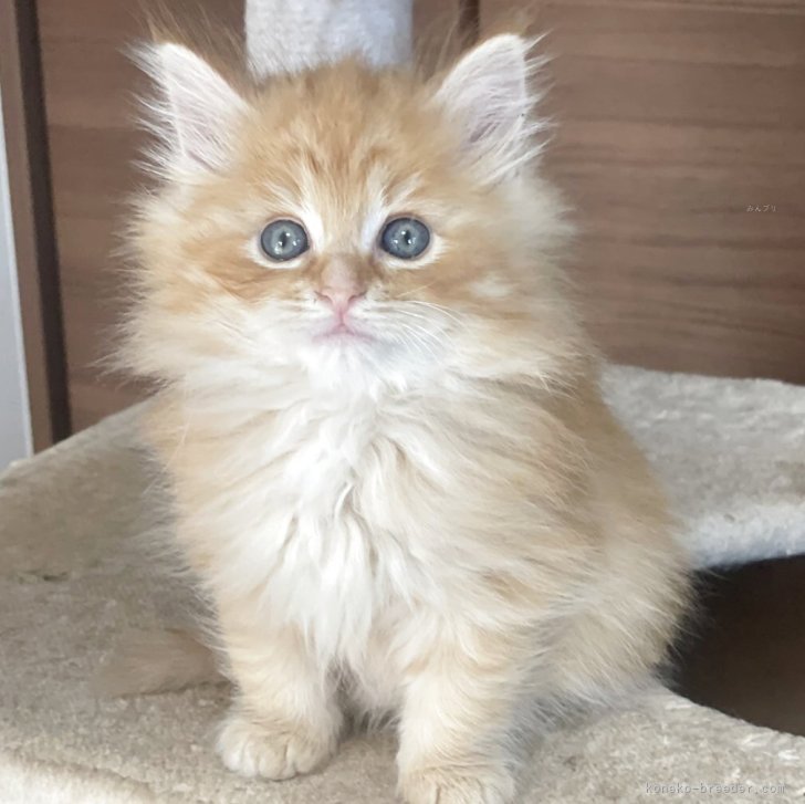 ブリーダー画像