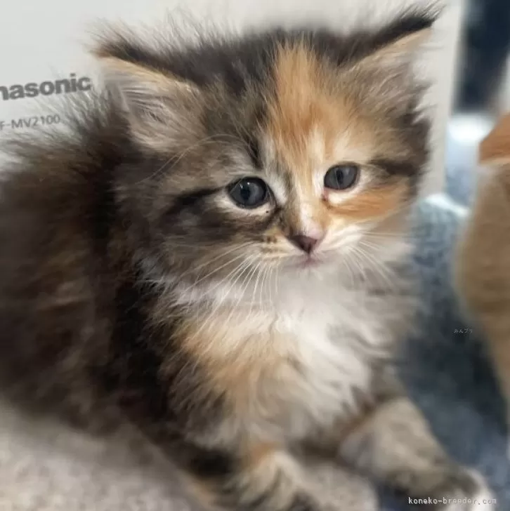ID:2504-03273の子猫