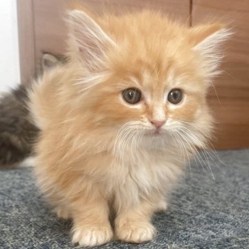 サイベリアン【千葉県・女の子・2025年9月12日・レッドタビー（トリプルコート）】の写真「愛嬌バツグン！レッドの女の子！」