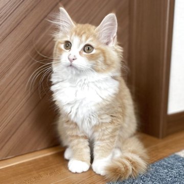 サイベリアン【千葉県・女の子・2025年3月28日・レッドタビー&ホワイト】の写真「7/8更新！見学日にお迎え可能⭕️」
