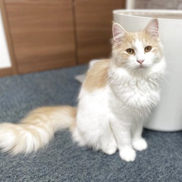 サイベリアン【千葉県・女の子・2025年3月28日・カメオタビー&ホワイト】の写真「見学日にお迎え可能⭕️」