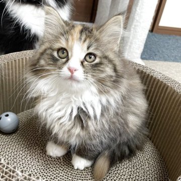 サイベリアン【千葉県・女の子・2025年9月12日・ブラウンパッチドタビー&ホワイト（トリプルコート）】の写真「見学日にお迎え可能⭕️麦わら猫❣️」