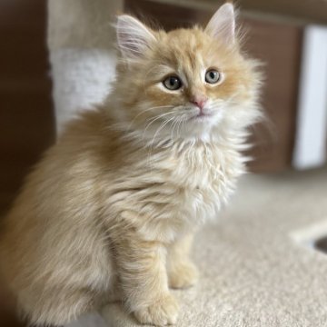 サイベリアン【千葉県・男の子・2025年9月12日・レッドタビー（トリプルコート）】の写真「見学日にお迎え可能⭕️」