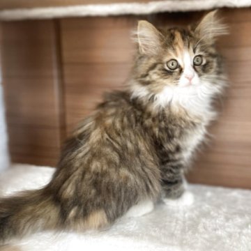 サイベリアン【千葉県・女の子・2025年9月12日・ブラウンパッチドタビー&ホワイト（トリプルコート）】の写真「見学日にお迎え可能⭕️」