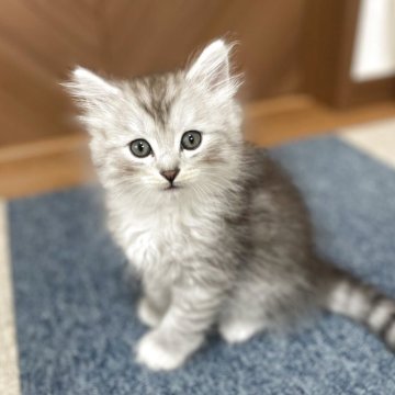 サイベリアン【千葉県・男の子・2025年4月6日・シルバータビー&ホワイト（トリプルコート）】の写真「5/31更新！お父さんチャンピオン！」
