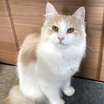 サイベリアン【千葉県・女の子・2025年3月28日・カメオタビー&ホワイト】の写真「見学日にお迎え可能⭕️」