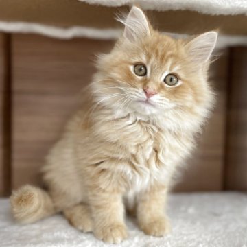 サイベリアン【千葉県・男の子・2025年9月12日・レッドタビー（トリプルコート）】の写真「見学日にお迎え可能⭕️」