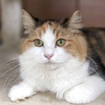 サイベリアン【千葉県・女の子・2025年3月30日・キャリコ（トリプルコート）】の写真「見学日にお迎え可能⭕️」