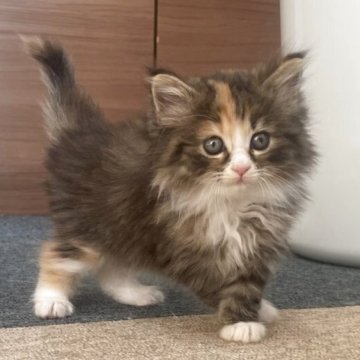 サイベリアン【千葉県・女の子・2025年9月12日・ブラウンパッチドタビー&ホワイト（トリプルコート）】の写真「オンリーワンカラーの女の子！」