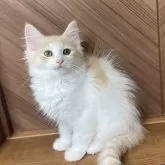 サイベリアン