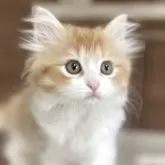 サイベリアン