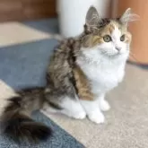 サイベリアン