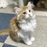 サイベリアン