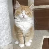 サイベリアン