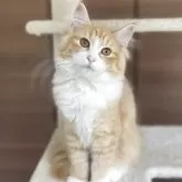 サイベリアン